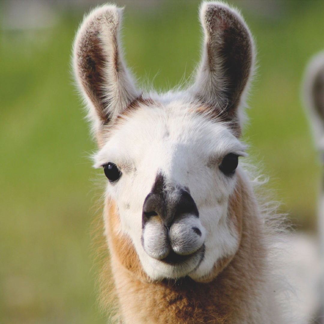 Neuweltkameliden Was sind die Unterschiede zwischen Lamas und Alpaka